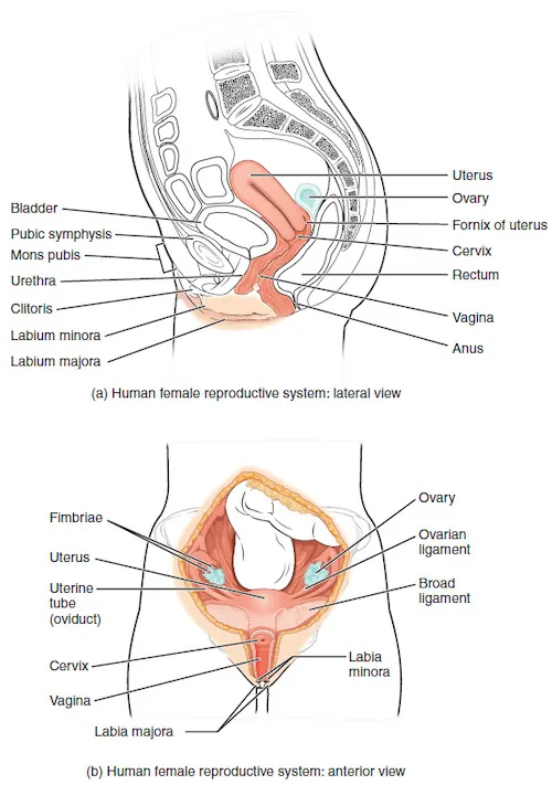 Side and front views of female reproductive organs are shown. The vagina is wide at the bottom, and narrows into the cervix. Above the cervix is the uterus, which is shaped like a triangle pointing down. Fallopian tubes extend from the top sides of the uterus. The Fallopian tubes curve back in toward the uterus, and end in fingerlike appendages called fimbrae. The ovaries are located between the fimbrae and the uterus. The urethra is located in front of the vagina, and the rectum is located behind. The clitoris is a structure located in front of the urethra. The labia minora and labia majora are folds of tissue on either side of the vagina.