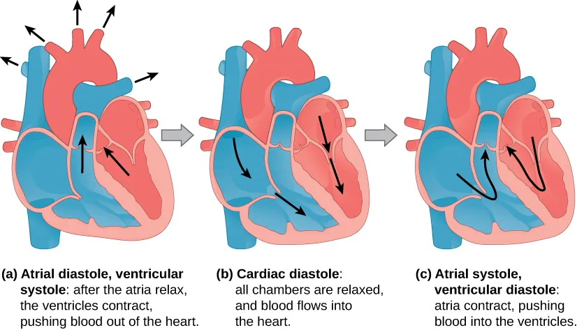 Illustration A shows atrial diastole, ventricular systole; after the atria relax, the ventricles contract, pushing blood out of the heart. Arrows extend from the right and left ventricles through the valves and from the arteries toward the (not depicted) body. Illustration B shows cardiac diastole. The cardiac muscle is relaxed, and blood flows into the heart atria and into the ventricles. Arrows are shown in the atria pointing toward the ventricle and in the ventricle pointing toward the apex of the heart. Illustration C shows atrial systole, ventricular diastole; the atria contract, pushing blood into the ventricles, which are relaxed. Arrows are shown pointing from the atria, through the valve, into the ventricle and toward the other valve. All heart images show the right atrium and ventricle blue and the left atrium and ventricle red.