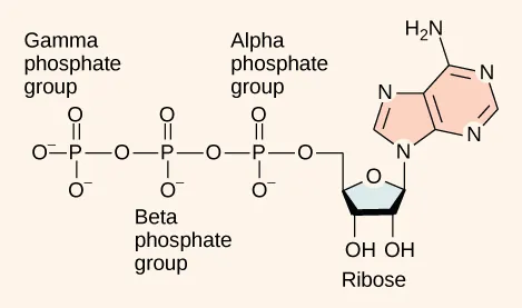 The molecular structure of adenosine triphosphate is shown. Three phosphate groups are attached to a ribose sugar. Adenine is also attached to the ribose.