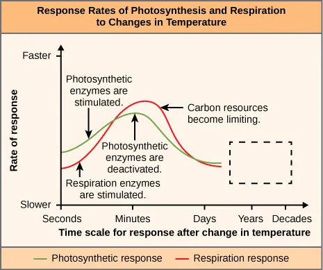 Chart is titled “Response Rates of Photosynthesis and Respiration to Changes in Temperature”. The vertical axis of the chart is labeled Rate of Response and it is measured from Slower to Faster. The horizontal axis of the chart is labeled Time scale for response after change in temperature and is measured from seconds, minutes, days, years, and decades. The Photosynthetic line starts about 1/3 up from the Slower bound of the Rate of response axis. A label at this point reads “Photosynthetic enzymes are stimulated. It peaks at Minutes at about half way between slower and faster. A label at the lines peak states “Photosynthetic enzymes are deactivated. The line then falls to about its starting point at days. The Respiration response line starts 1/5 of the way up from slower. A label at this point states “resperation enzymes are stimulated”. It peaks just past the minutes line at 2/3 of the way to Faster. A label at this point states “carbon resources become limited”. The line then drops to just below the Photosynthetic response line at the Days mark. From the Days to Decade labels on the vertical axis, a dashed line rectangle takes up the space where the lines would go if they continued.
