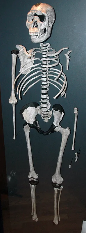 A partial skeleton of a juvenile individual.