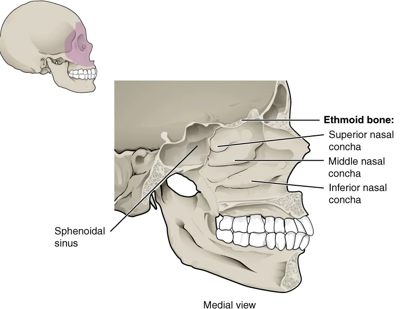 This figure shows the structure of the nasal cavity. A lateral view of the human skull is shown on the top left with the nasal cavity highlighted in purple. A magnified view of the nasal cavity shows the various bones present and their location.