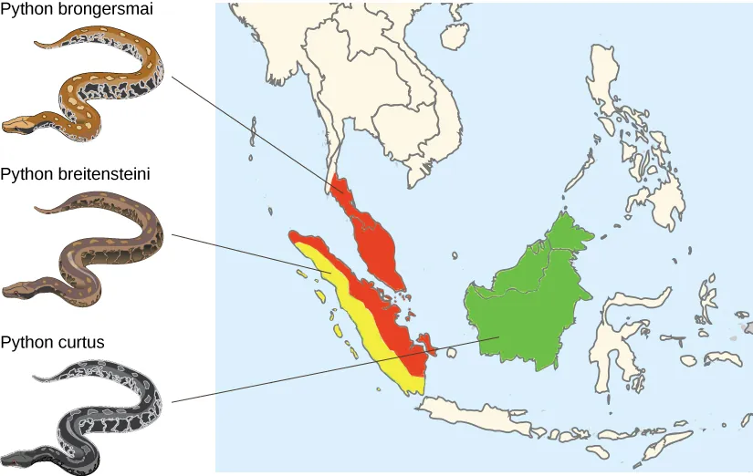 A map shows the distribution of three python species. Python brongersmai, a brown snake with highly contrasting patterns of yellow-beige and black spots, is found in the southern tip of Thailand, Peninsular (West) Malaysia, and the eastern half of Sumatra. Python breitensteini has less contrast in the pattern of its skin, with patches of light yellow to medium brown and dark brown. It is found in western Sumatra. Python curtus is similar to breitensteini, but is much darker, almost black with visible pattern. It is found on the island comprised of Borneo, Brunei, and East Malaysia.