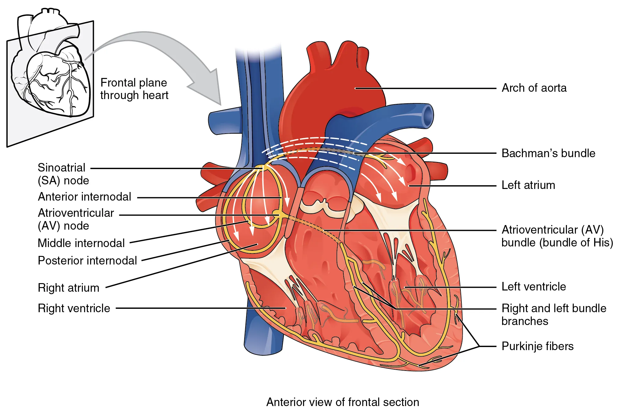 This image shows the anterior view of the frontal section of the heart with the major parts labeled.