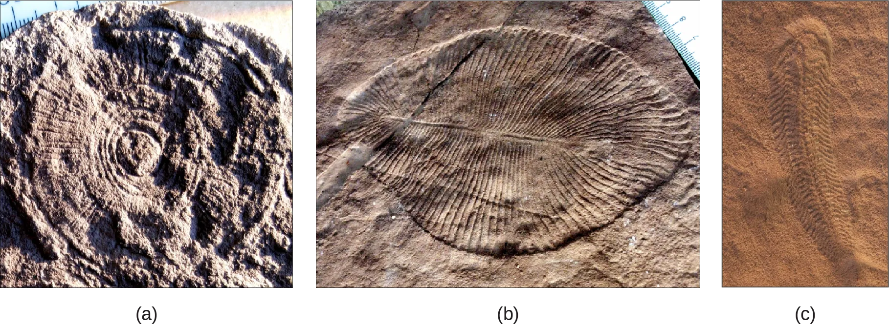 Part a shows a fossil that resembles a wheel, with spokes radiating out from the center, imprinted on a rock. Part b shows a fossil that resembles a teardrop shaped leaf, with grooves radiating out from a central rib. Part c shows a fossil that is much longer than it is wide, with many small ribs and a tail.