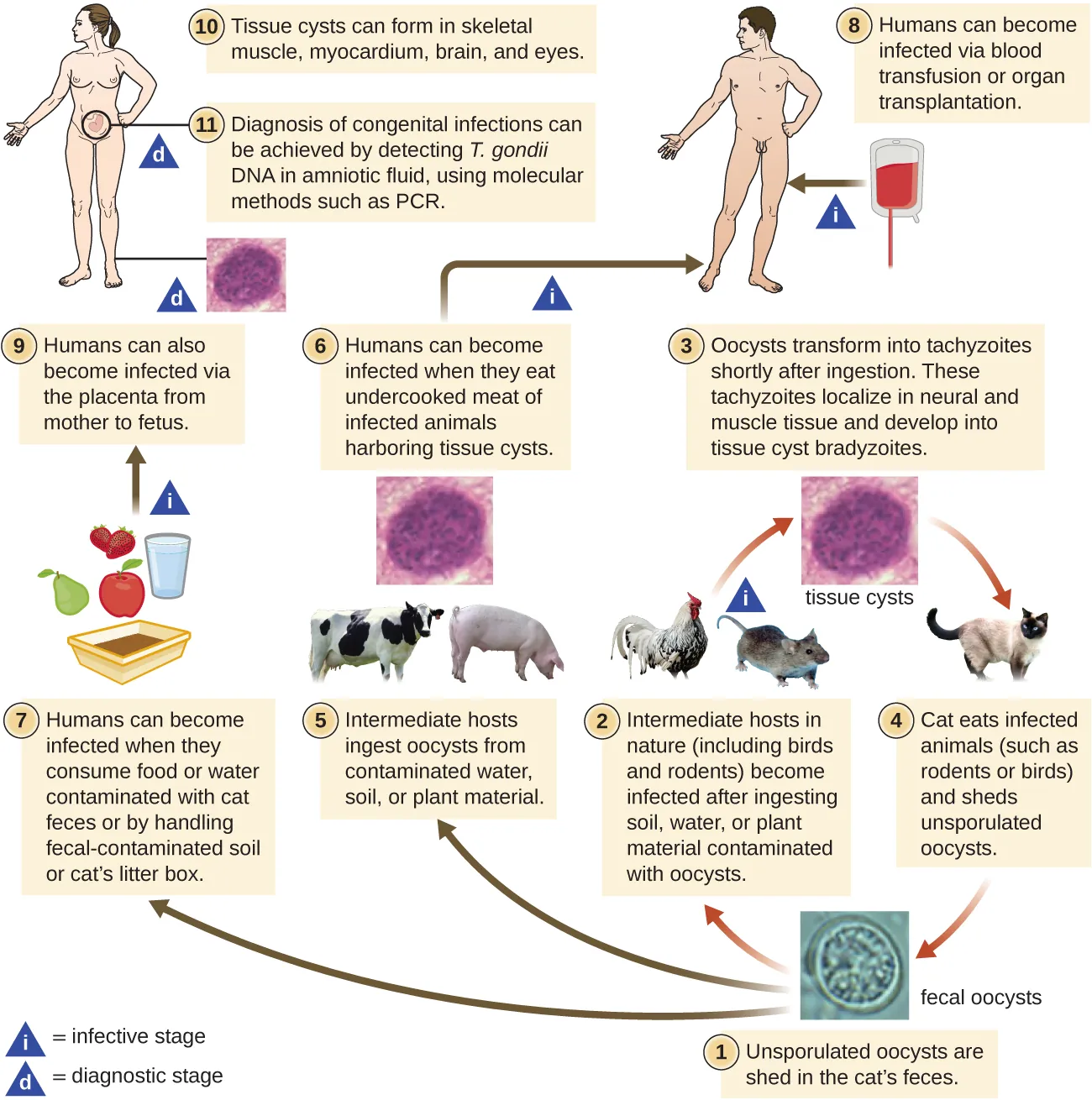 Life cycle of Toxoplasma gondii. 1 - Insporulated oocysts are shed in the cat’s feces. 2 – Intermediate host in nature (including birds and rodents) become infected after ingesting soil, water or plant material contaminated with oocysts. 3 – Oocysts transform into tachyzoites shortly after ingestion. These tachyzoites localize in neural and muscle tissue and develop into tissue cyst bradyzoites. 4 - Cats eat infected animals (such as rodents or birsds) and shed unsporulated oocysts. 5 – Intermediate hosts (such as pigs and cows) ingeset oocysts from contaminated water, soil, or plant material. 6 – Humans can become infected when they eat undercooked meat of infected animals harboring tissue cysts. 7 – Humans can also become infected when they consume food or water contaminate with cat feces or by handling fecal-contaminated soil or cat’s litter box. 8 – Humans can also become infected via the placenta from fetus to mother. 10 – Tissue cysts can form in skeletal muscle, myocardium, brain, and eyes. 11 – Diagnosis of congenital infection can be achieved by detecting T. gondii DNA in amniotic fluid using molecular methods such as PCR.