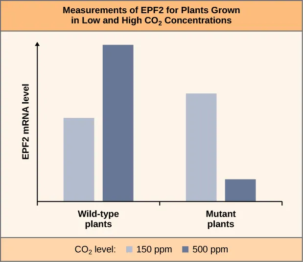 The bar graph is labelled Measurements of E P F 2 for Plants grown in low and High C O 2 concentrations. The Y axis is labelled E P F 2 M R N A level. The x axis contains a blue and a gray bar for wild-type plants, and a blue and a gray bar in mutant plants. A key is labelled C O 2 level and contains the following values: gray equals 150 p p m, blue equals 500 p p m. For the wild type plants, the blue bar is significantly taller than the gray bar. For the mutant plants, the gray bar is significantly taller than the blue bar, but smaller than the blue bar of the wild type plants.