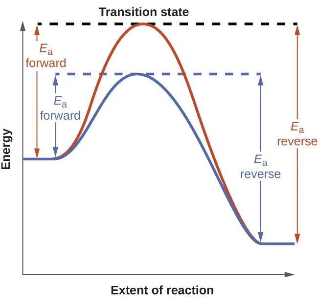 A graph is shown labeled “Transition state.” The y-axis on the graph is labeled “Energy” and the x-axis is labeled “Extent of Reaction.” Two curves are plotted on the graph. Both start mid-way up the y-axis. The red curve has a steep initial slope as it increases, then reaches its peak where it meets a horizontal dotted line, then has a steep decline before leveling out. From the initial point to the horizontal line, there is a vertical line with arrows on each end labeled “E subscript a forward.” From the end point to the horizontal line, there is a vertical line with arrows on each end labeled “E subscript a reverse.” The second curve is less steep than the first and does not reach as high of a peak on the y-axis. It meets a separate horizontal dotted line at its peak, then declines at a similar rate to the first curve before leveling out with the first curve. From the initial point where the slope begins to increase to the horizontal line, there is a vertical line with arrows on each end labeled “E subscript a forward.” From the end point right as it levels out to the horizontal line, there is a vertical line with arrows on each end labeled “E subscript a reverse.”