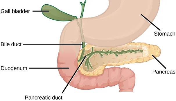 The pancreas is a grainy, teardrop-shaped organ tucked between the stomach and intestine.