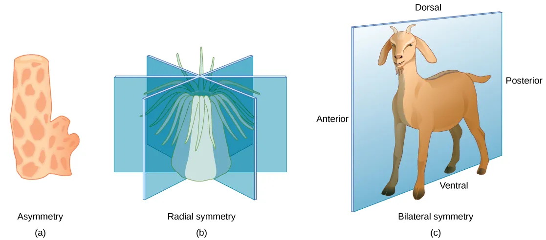 Illustration a shows an asymmetrical sponge with a tube-like body and a growth off to one side. Illustration b shows a sea anemone with a tube-like, radially symmetrical body. Tentacles grow from the top of the tube. Three vertical planes arranged 120 degrees apart dissect the body. The half of the body on one side of each plane is a mirror image of the body on the other side. Illustration c shows a goat with a bilaterally symmetrical body. A plane runs from front to back through the middle of the goat, dissecting the body into left and right halves, which are mirror images of each other. The top part of the goat is defined as dorsal, and the bottom part is defined as ventral. The front of the goat is defined as anterior, and the back is defined as posterior.