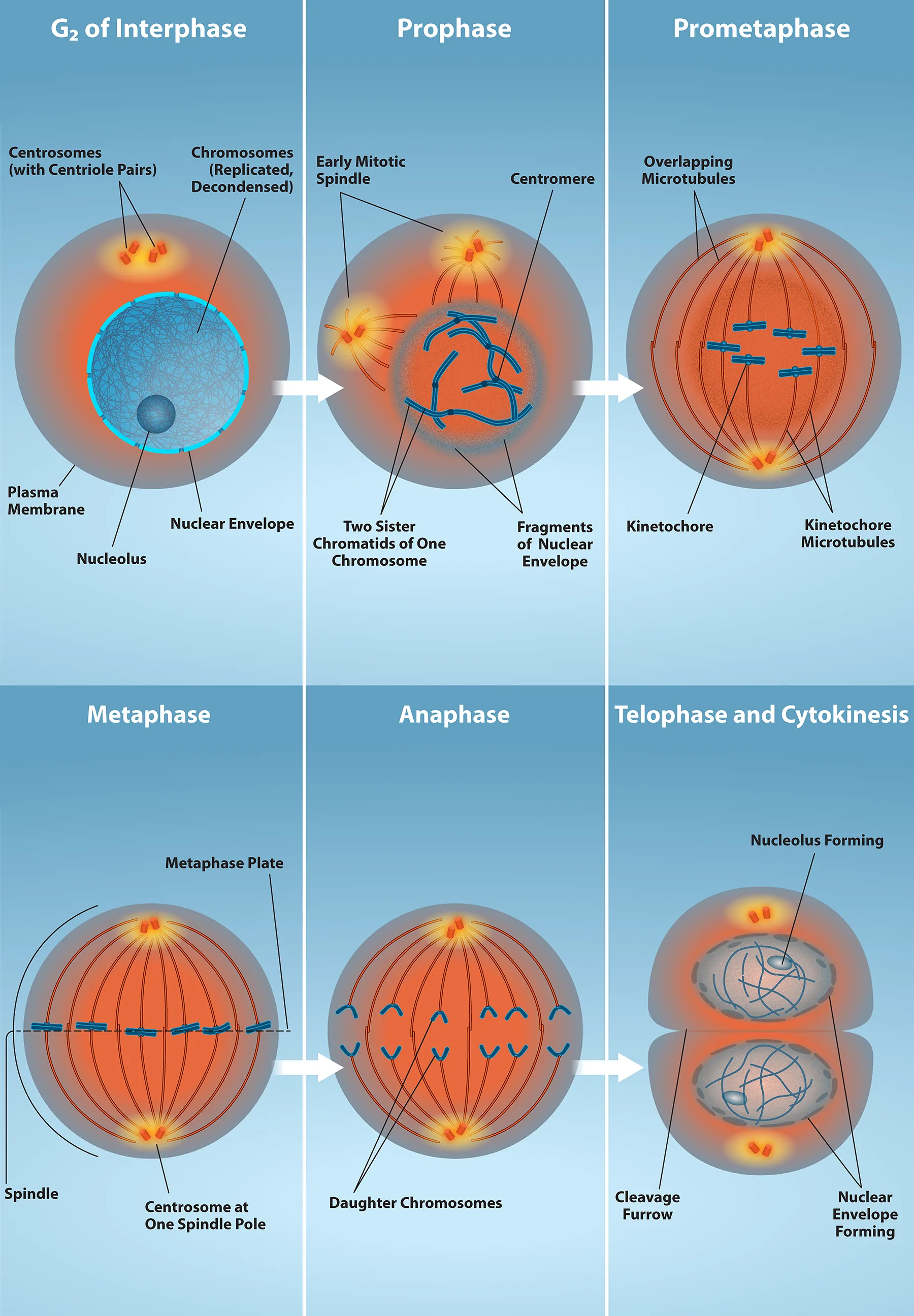 This diagram shows the five phases of mitosis and cytokinesis. During prophase, the chromosomes condense and become visible, spindle fibers emerge from the centrosomes, the nuclear envelope breaks down, and the nucleolus disappears. During prometaphase, the chromosomes continue to condense and kinetochores appear at the centromeres. Mitotic spindle microtubules attach to the kinetochores, and centrosomes move toward opposite poles. During metaphase, the mitotic spindle is fully developed, and centrosomes are at opposite poles of the cell. Chromosomes line up at the metaphase plate and each sister chromatid is attached to a spindle fiber originating from the opposite pole. During anaphase, the cohesin proteins that were binding the sister chromatids together break down. The sister chromatids, which are now called chromosomes, move toward opposite poles of the cell. Non-kinetochore spindle fibers lengthen, elongating the cell. During telophase, chromosomes arrive at the opposite poles and begin to decondense. The nuclear envelope reforms. During cytokinesis in animals, a cleavage furrow separates the two daughter cells. In plants, a cell plate separates the two cells.