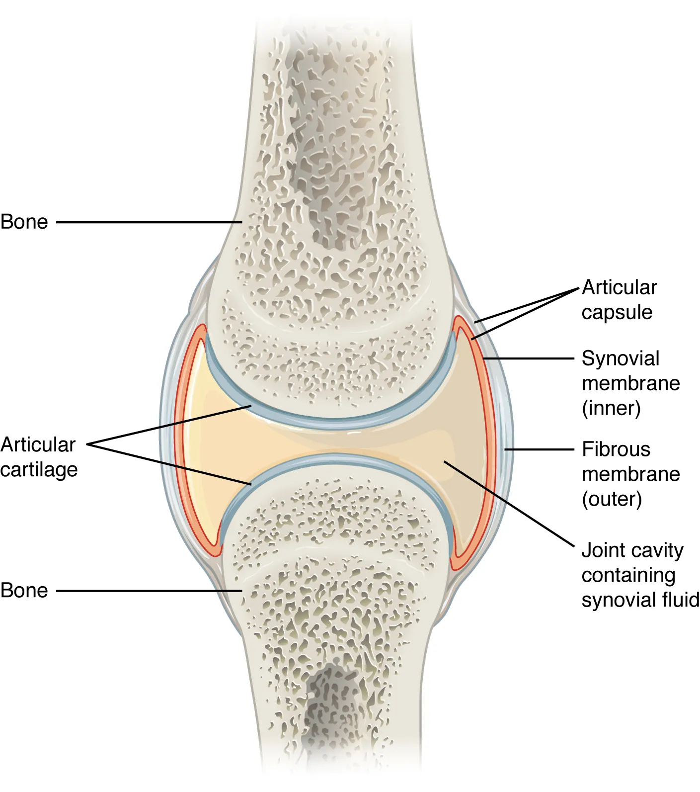 This figure shows a synovial joint. The cavity between two bones contains the synovial fluid which lubricates the two joints.