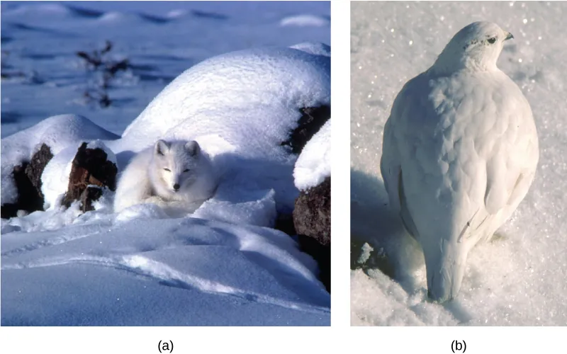 Photo (a) depicts an arctic fox with white fur sleeping on white snow. Photo (b) shows a ptarmigan with white feathers standing on white snow.