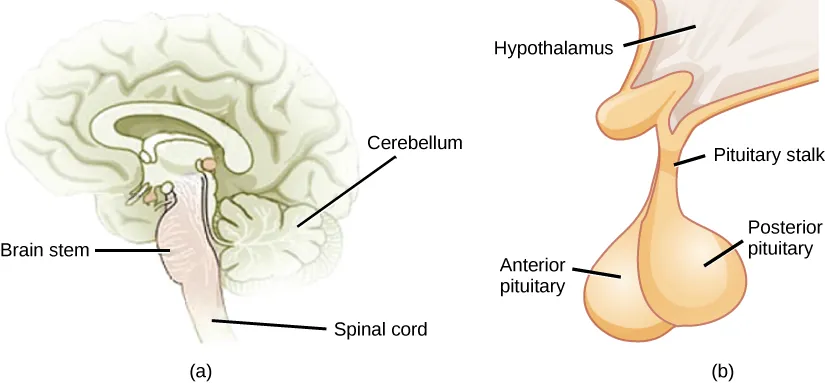 The pituitary gland sits at the base of the brain, just above the brain stem. It is lobe-shaped and hangs down from the hypothalamus, to which it is connected to via a narrow stalk. The anterior part of the pituitary is toward the front, and the posterior end is toward the back.