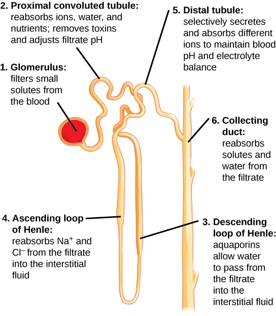 Illustration labels parts of a nephron and their function. The nephron begins at the glomerulus, a spherical structure that filters small solutes from the blood. The filtrate then enters a winding proximal convoluted tubule, which reabsorbs ions, water, and nutrients, and removes toxins and adjusts the filtrate p H. The proximal convoluted tubule empties into the descending loop of Henle. Aquaporins in the descending loop allow water to pass from the filtrate to the interstitial fluid. The descending loop of Henle turns into the ascending loop of Henle. Both the descending loop and ascending loop are thin at the bottom, and turn thick about a third of the way up. In the ascending loop of Henle, sodium and chlorine ions are reabsorbed from the filtrate into the interstitial fluid. The ascending loop of Henle empties into the distal convoluted tubule, which selectively secretes and absorbs ions to maintain blood pH and electrolyte balance. The distal convoluted tubule empties into a collecting duct, which reabsorbs water and solutes from the filtrate. The collecting duct travels down, toward the middle of the kidney.