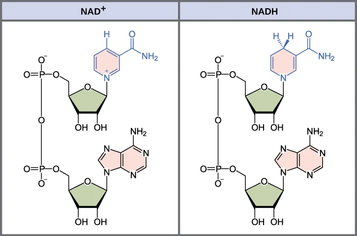 This illustration shows the molecular structure of N A D superscript plus sign baseline and N A D H. Both compounds are composed of an adenine nucleotide and a nicotinamide nucleotide, which bond together to form a dinucleotide. The nicotinamide nucleotide is at the 5 prime end, and the adenine nucleotide is at the 3 prime end. Nicotinamide is a nitrogenous base, meaning it has nitrogen in a six-membered carbon ring. In N A D H, one extra hydrogen is associated with this ring, which is not found in N A D superscript plus sign baseline.