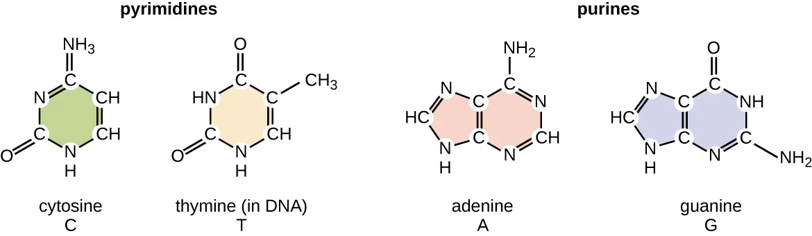 Pyrimidines have 1 ring containing both carbon and nitrogen in the ring. Cytosine and thymine are both pyrimidines. Their rings are the same but have different functional groups attached. Purines have 2 rings containing carbon and nitrogen. Adenine and Guanine are both purines but have different arrangement of atoms as part of and attached to their rings.