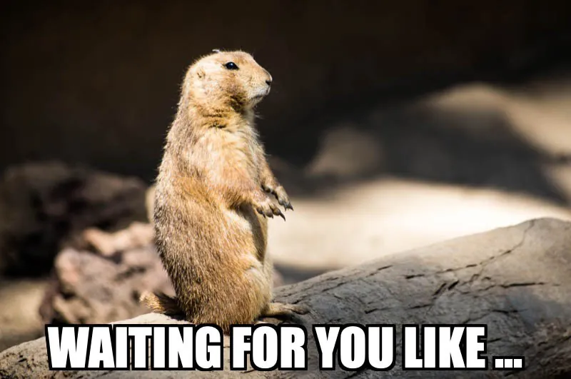 The meme shows a squirrel at attention accompanied by the text, “WAITING FOR YOU LIKE...”