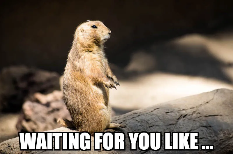 A meme showing a squirrel at attention accompanied by the text, “WAITING FOR YOU LIKE...”