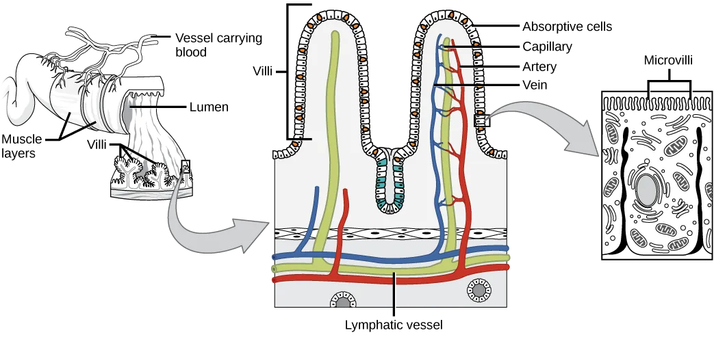 Illustration shows a cross section of the small intestine, the lumen, or inside of which has many fingerlike projections called villi. Muscle layers wrap around the outside of the intestine, and blood vessels interact with the muscle layer. A blowup shows that capillaries and lymphatic vessels travel up inside the villi. The surface of each villus is covered with hairline microvilli.