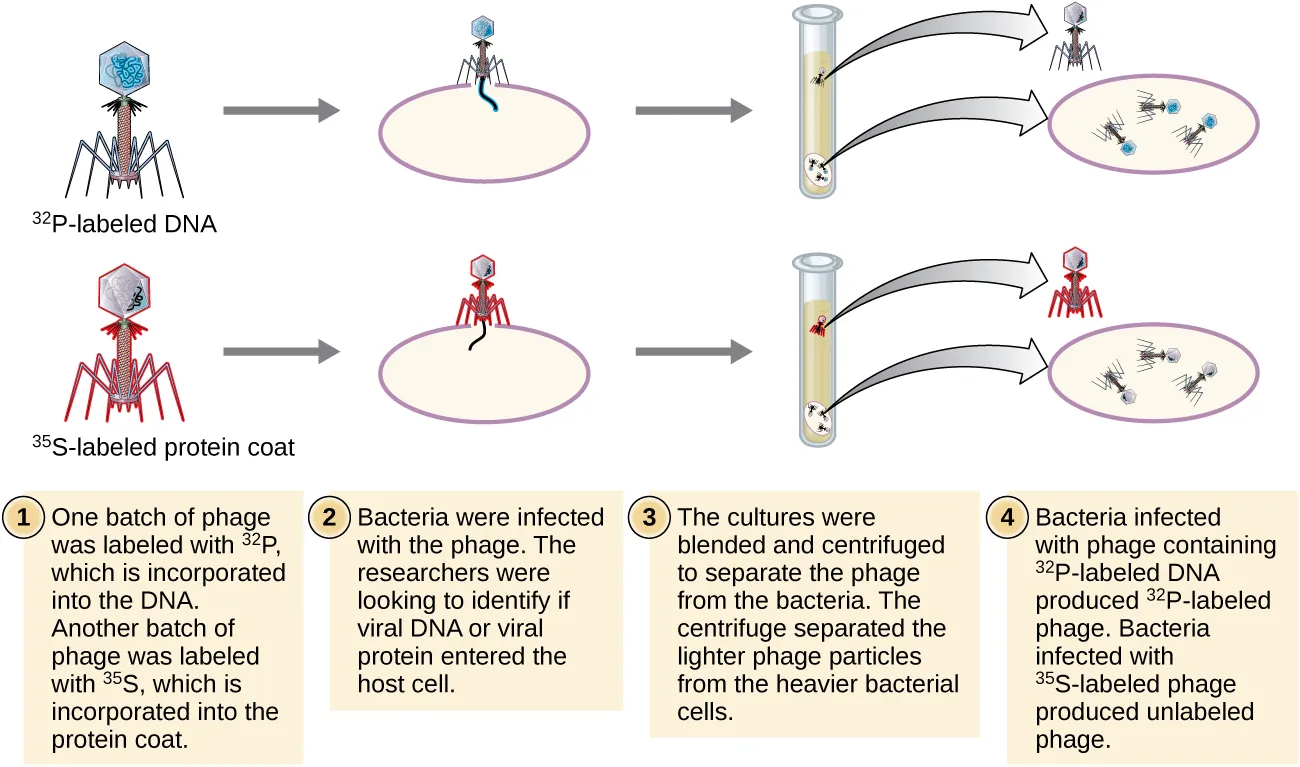 Diagram of Hershey Chase experiment. 1- One batch of phage was labeled with 32P which is incorporated into the DNA. Another batch is labeled with 35S which is incorporated into the protein coat. 2 – Bacteria were infected with the phage. The researchers were looking to identify if viral DNA or viral protein entered the host cell. 3 – Each culture is blended and centrifuged to separate the phage from the bacteria. The centrifuge separates the lighter phage particles from the heavier bacterial cells. 4 – Bacteria infected with phage 32P labeled DNA produce 32P labeled phage. Bacteria infected with 35S labeled phage produced unlabeled phage.