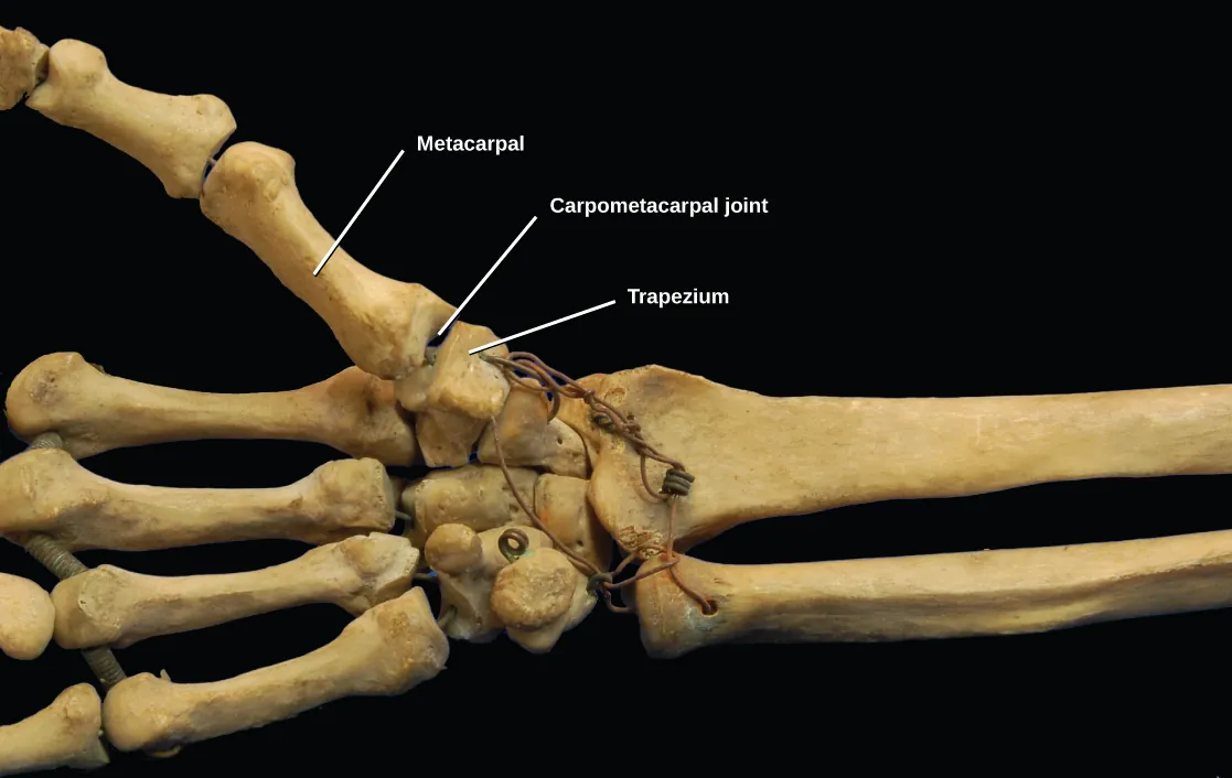 Photo shows the carpometacarpal joint that connects the metacarpal of the thumb to the trapezium of the wrist. Each bone is saddle-shaped at the end.