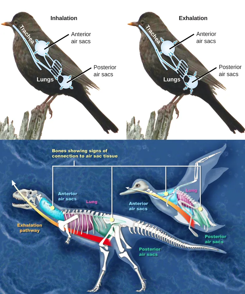  Illustration A shows the direction of airflow in both inhalation and exhalation in birds. During inhalation, air passes from the beak down the trachea to the posterior air sac located behind the lungs. From the posterior air sac, air enters the lungs, and the anterior air sac in front of the lungs. Air from both air sacs also enters hollows in bones. During exhalation air from hollows in the bones enters the air sacs, then the lungs, then the trachea, where it exits through the beaks. Illustration B compares a dinosaur and a bird. Both have anterior air sacs in front of the lungs, and posterior air sacs behind them. The air sacs connect to hollow openings in bones.