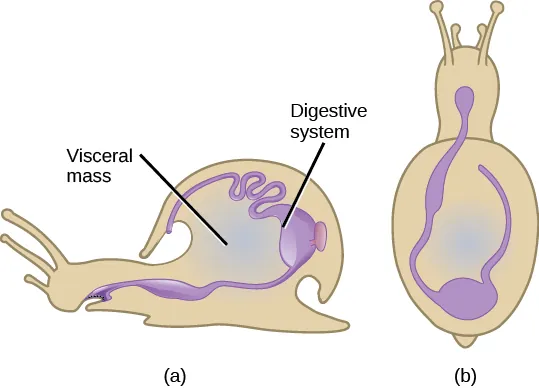 Illustration A shows a side view of a snail. The digestive system starts at the mouth, and continues to the stomach toward the back of the shell. The stomach empties into the intestines, which continue forward along the upper inside edge of the shell and end a cavity above the mouth. Illustration B shows a top view of a snail. From the mouth, the digestive tract curves toward the left, then hooks around to the right and goes back toward the front of the animal.
