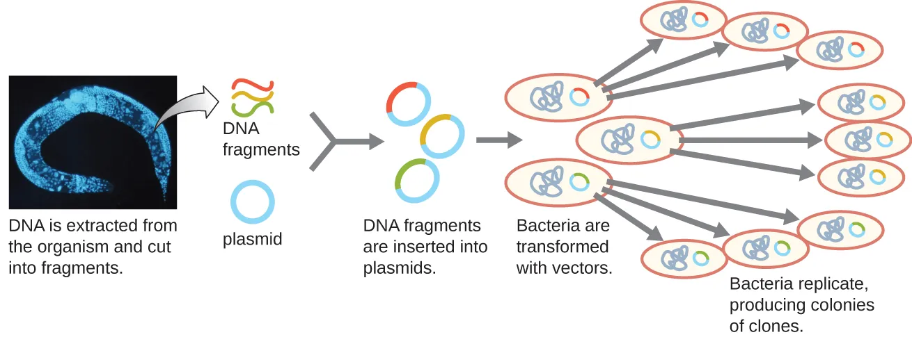 A diagram showing the generation of a genomic library. The diagram begins with DNA being extracted from the organism (in this case a worm) and cut into fragments. The DNA fragments are then each inserted into a different plasmid. This produces many fragments each with a different insert from the genome. Bacteria are then transformed with these vectors. Each bacterium replicates producing colonies of clones each containing a single DNA fragment from the original organism.