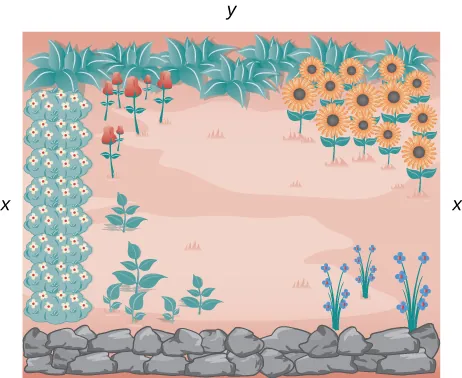 Dibujo de un jardín que tiene escritas las letras x y y en los lados vertical y horizontal, respectivamente. Hay una pared de roca que recorre toda la longitud horizontal inferior del dibujo.