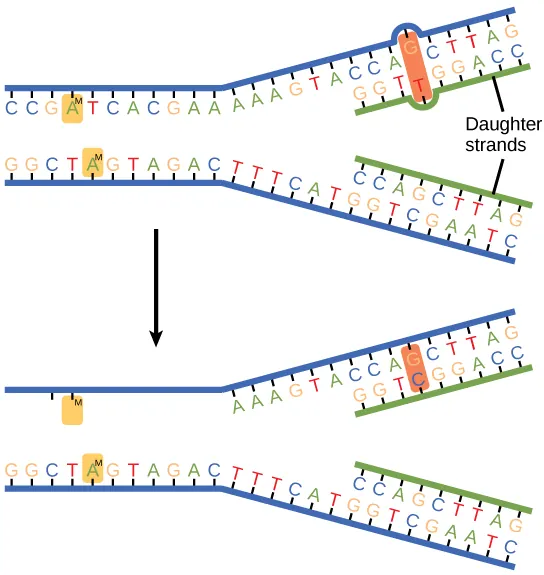 The top illustration shows a replicated DNA strand with G-T base mismatch. The bottom illustration shows the repaired DNA, which has the correct G-C base pairing.