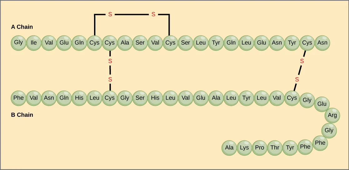 The amino acid sequences for the A chain and B chain of bovine insulin are shown. The A chain is 21 amino acids in length, and the B chain is 30 amino acids in length. One disulfide, or S S bond, connects two cysteine residues in the A chain. Two other disulfide linkages connect the A chain to the B chain.