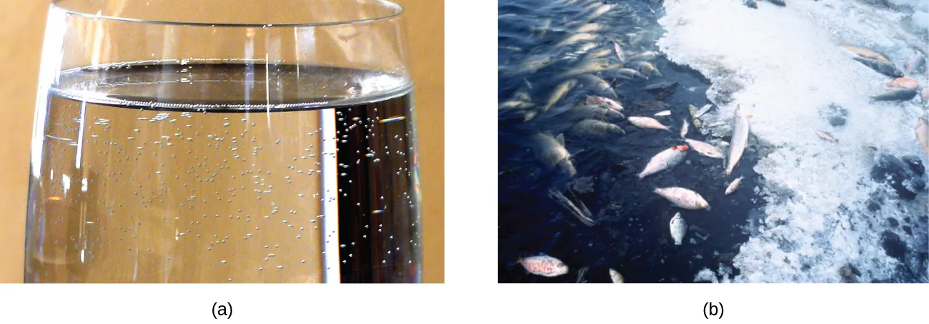 Se muestran dos fotos. La primera muestra la parte superior de un vaso transparente incoloro de un líquido incoloro claro con pequeñas burbujas cerca de la interfaz del líquido con el recipiente. La segunda foto muestra una parte de una masa de agua parcialmente congelada con peces muertos que aparecen en el agua y en una superficie helada.