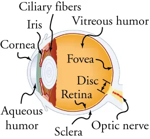 This schematic is a cross-section of the various parts of the eye.