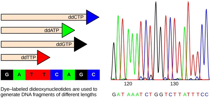 Part A shows a template D N A strand and newly synthesized strands that were generated in the presence of dideoxynucleotides that terminate the chain at different points to generate fragments of different sizes. Each dideoxynucleotide is labeled a different color. Part B shows a sequence readout that was generated after the D N A fragments were separated on the basis of size. The color of the fragment indicates the identity of the nucleotide at the end of a given fragment. By reading the colors in order, the D N A sequence can be determined.