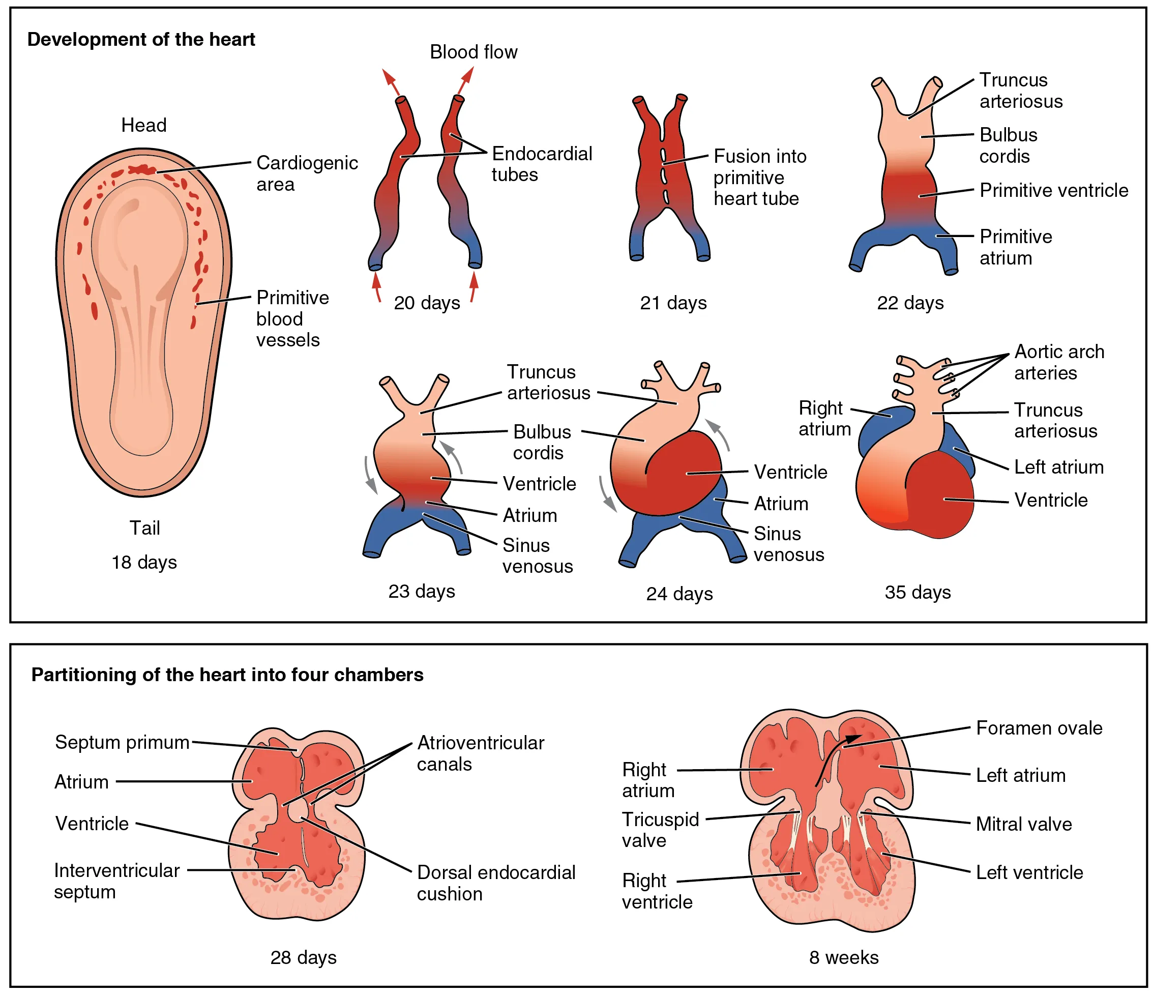 In the top panel of this figure the different stages in the development of the heart in the embryo is shown. The bottom panel shows how the heart is partitioned into four chambers.