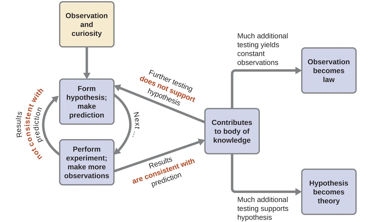 In this flowchart, the observation and curiosity box has an arrow pointing to a box labeled form hypothesis; make prediction. A curved arrow labeled next connects this box to a box labeled perform experiment; make more observations. Another arrow points back to the box that says form hypothesis; make prediction. This arrow is labeled results not consistent with prediction. Another arrow, labeled results are consistent with prediction points from the perform experiment box to a box labeled contributes to body of knowledge. However, an arrow also points from contributes to body of knowledge back to the form hypothesis; make prediction box. This arrow is labeled further testing does not support hypothesis. There are also two other arrows leading out from contributes to body of knowledge. One arrow is labeled much additional testing yields constant observations. This leads to the observation becomes law box. The other arrow is labeled much additional testing supports hypothesis. This arrow leads to the hypothesis becomes theory box.