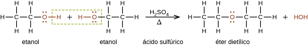 Esta figura muestra una reacción. La primera molécula, marcada como "etanol", es una cadena de dos átomos C. El primer átomo de C está enlazado a tres átomos de H y a un segundo átomo de C. El segundo átomo de C está enlazado a un átomo de O en rojo con dos conjuntos de puntos de electrones. El átomo de O tiene un enlace rojo a un átomo de H en rojo. Hay un signo de suma. La siguiente molécula, marcada como "etanol", es un átomo de H en rojo con un enlace rojo a un átomo de O en rojo con dos pares de puntos de electrones. El átomo de O está enlazado a un átomo de C que está enlazado a dos átomos de H y a un segundo átomo de C. El segundo átomo de C está enlazado a tres átomos de H. Hay un recuadro verde punteado alrededor del átomo en rojo de H en la primera molécula, el signo más, y los átomos rojos de H y O en la segunda molécula. A la derecha de la segunda molécula hay una flecha marcada como H subíndice 2 S O subíndice 4 arriba y la letra griega delta en mayúscula abajo. La flecha está marcada como "ácido sulfúrico". Las moléculas resultantes son un átomo de C enlazado a tres átomos de H y un segundo átomo de C. El segundo átomo de C está enlazado a dos átomos de H y a un átomo de O en rojo. El átomo de O en rojo tiene dos conjuntos de puntos de electrones. El átomo de O está enlazado a un tercer átomo de C que está enlazado a dos átomos de H y a un cuarto átomo de C. El cuarto átomo de C está enlazado a tres átomos de H. Esta molécula está marcada como "éter dietílico". Hay un signo más y un H O H en rojo.