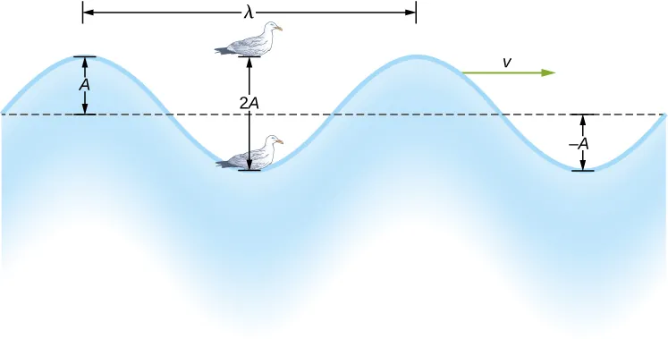 Na rysunku pokazano falę, której położenie równowagi oznaczono poziomą linią. Pionowa odległość pomiędzy linią a grzbietem fali oznaczona jest jako x, natomiast odległość pomiędzy linią a doliną jest oznaczona jako minus x. Na rysunku pokazano również ptaka siedzącego na powierzchni wody i huśtającego się w górę i w dół, pod wpływem ruchu falowego wody. Pionowa odległość, którą pokonuje ptak wynosi 2x. Pozioma odległość między dwoma sąsiadującymi grzbietami wynosi lambda. Wektor zwrócony w prawo jest oznaczony przez v indeks dolny w.