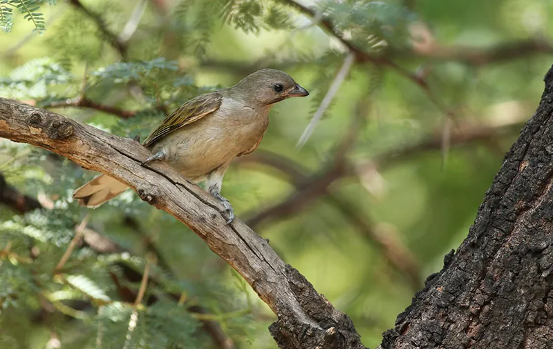 A honeyguide bird sitting on a tree branch