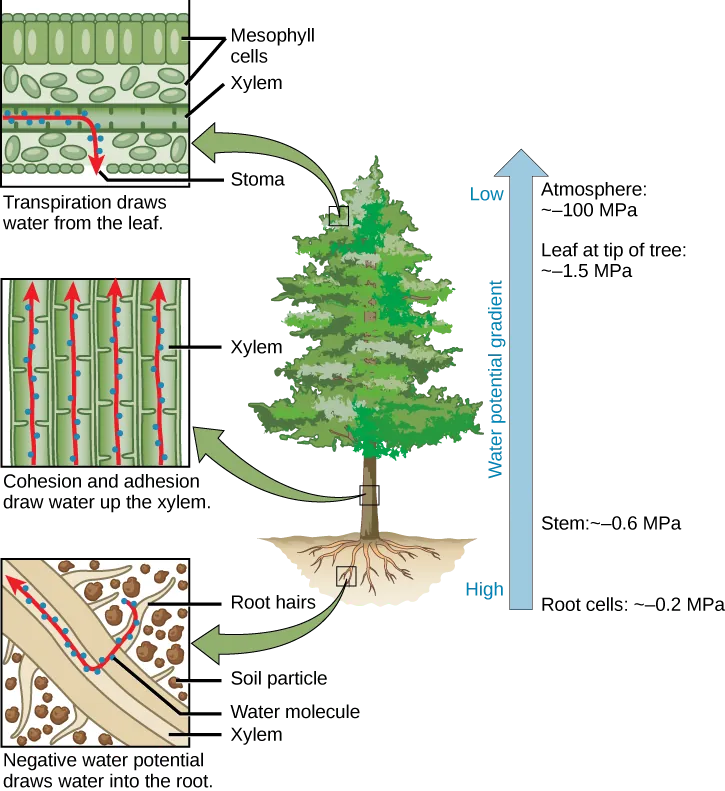  Illustration shows a pine tree. A blowup of the root indicates that negative water potential draws water from the soil into the root hairs, then into the root xylem. A blowup of the trunk indicates that cohesion and adhesion draws water up the xylem. A blowup of a leaf shows that transpiration draws water from the leaf through the stoma. Next to the tree is an arrow showing water potential, which is low at the roots and high in the leaves. The water potential varies from ~–0.2 MPA in the root cells to ~–0.6 MPa in the stem and from ~–1.5 MPa in the highest leaves, to ~–100 MPa in the atmosphere.