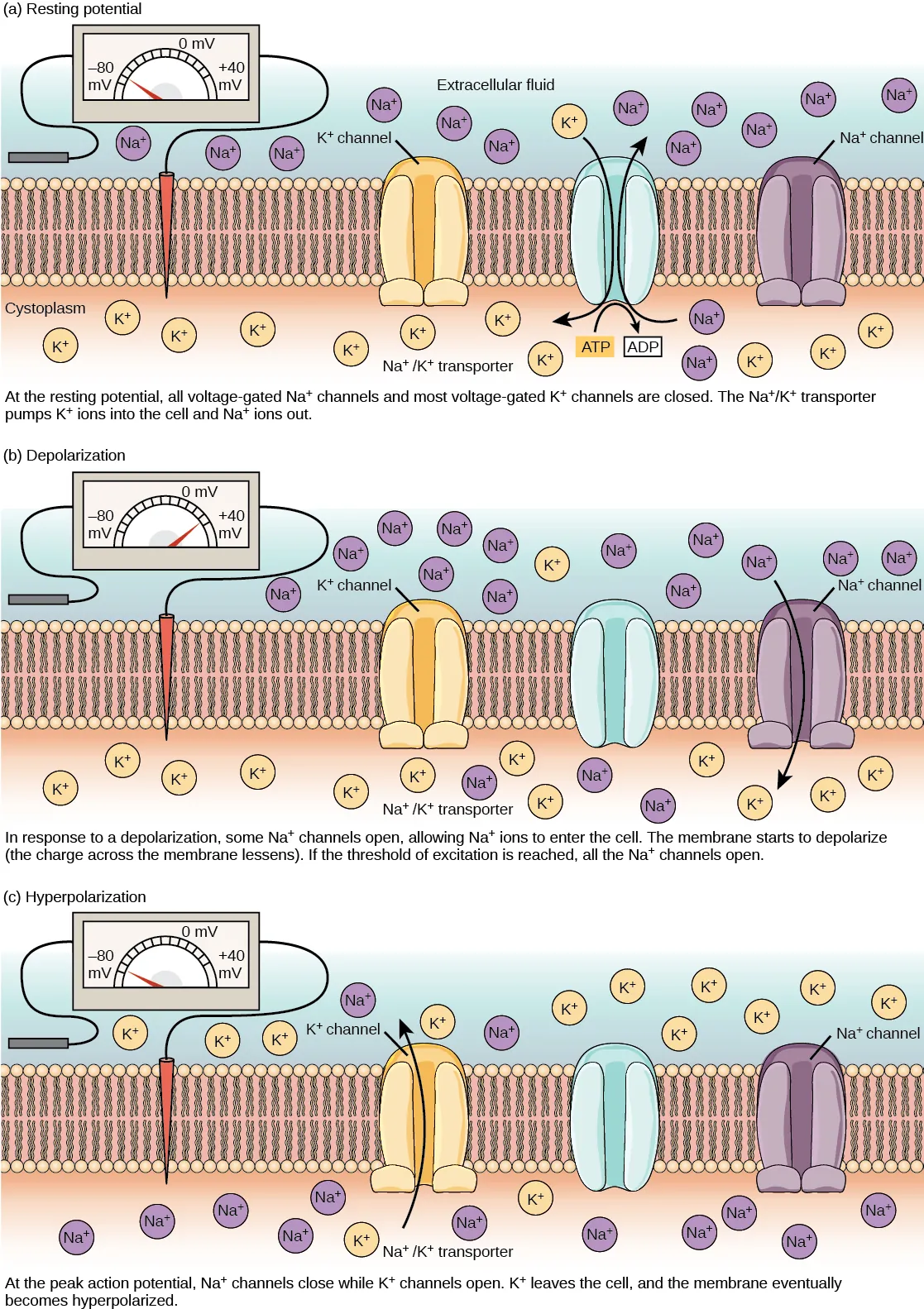 The resting membrane potential of minus seventy volts is maintained by a sodium/potassium transporter that transports sodium ions out of the cell and potassium ions in. Voltage gated sodium and potassium channels are closed. In response to a nerve impulse, some sodium channels open, allowing sodium ions to enter the cell. The membrane starts to depolarize; in other words, the charge across the membrane lessens. If the membrane potential increases to the threshold of excitation, all the sodium channels open. At the peak action potential, potassium channels open and potassium ions leave the cell. The membrane eventually becomes hyperpolarized.