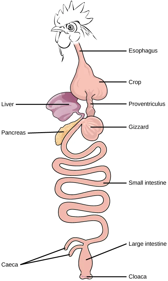 Illustration shows an avian digestive system. Food is swallowed through the esophagus into the crop, which is shaped like an upside-down heart. From the bottom of the crop food enters a tubular proventriculus, which empties into a spherical gizzard. From the gizzard, food enters the small intestine, then the large intestine. Waste exits the body through the cloaca. The liver and pancreas are located between the crop and gizzard. Rather than a single cecum, birds have two caeca at the junction of the small and large intestine.
