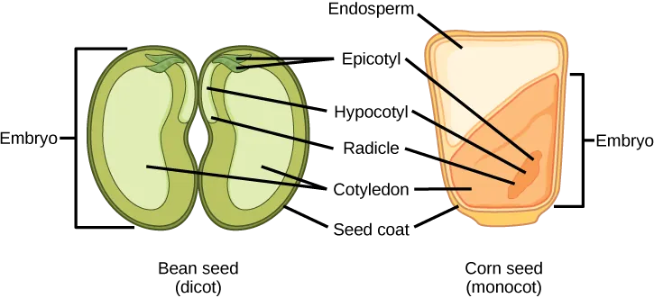 Illustration shows the structure of a monocot corn seed and a dicot bean seed. The lower half of the monocot seed contains the cotyledon, and the upper half contains the endosperm. The dicot seed does not contain an endosperm, but has two cotyledons, one on each side of the bean. Both the monocot and the dicot seed have an epicotyl that is attached to a hypocotyl. The hypocotyl terminates in a radicle. In the dicot, the epicotyl is in the upper middle part of the seed. In the monocot, the epicotyl is in the lower cotyledon. Both the monocot and dicot seed are surrounded by a seed coat.