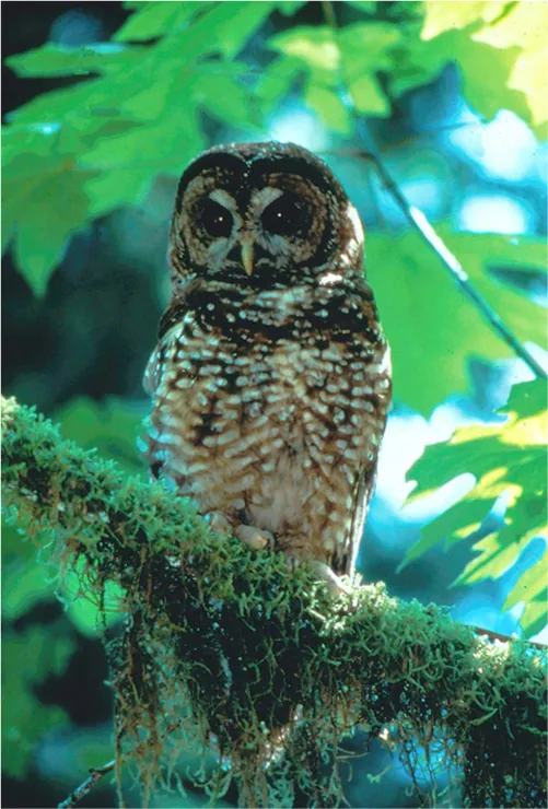 A picture of an owl sitting on the green, mossy branch of a tree is shown. The owl has big black eyes with small yellow pinpoints in the middle, a small, curved, pointy beige beak, and black and brown feathers around its head and brown, white, and black feathers on its body. There are leaves, sunlight, and sky in the background.