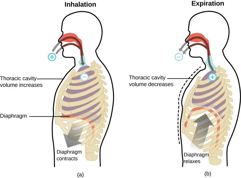 Two figures of the human respiratory system are shown. The human labeled “Inhalation” has a plus sign outside the nose and mouth with arrows pointing from the plus into the nose and mouth, down to the lungs where there is a negative sign. An arrow from the bottom of the diaphragm points toward the abdomen, labeled, “Diaphragm contracts.” There is also a line touching the chest with the text, “Thoracic cavity volume increases.” The human labeled “Expiration” has a negative sign outside the nose and mouth with arrows pointing from the negative into the nose and mouth, down to the lungs where there is a plus sign. There is a dashed line imposed on the figure where the chest was on the “Inhalation” figure and the solid line for this figure is to the inside of it. This is labeled with a line and the text, “Thoracic cavity volume decreases.” There is also an arrow from the abdomen up toward the lungs labeled “Diaphragm relaxes.” The lungs in this image are much smaller than that in the first.