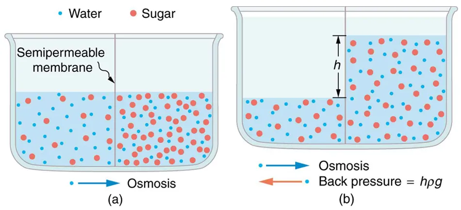 Part a of the figure shows a vessel having two different concentrations of sugar in water separated by a semipermeable membrane that passes water but not sugar molecules. The sugar molecules are shown as small red color spheres and water molecules as still smaller blue colored spheres. The right side of the solution shows more of sugar molecules represented as more number of red spheres. The osmosis of water molecules is shown toward right. Part b shows the second stage for figure on part a. The osmosis of water is shown toward right. The height of fluid on right is shown as h above the fluid on the left. The back pressure of water is shown toward left.