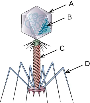 An illustrated bacteriophage is shown. There are arrows pointing to its different parts labeled A, B, C, and D.