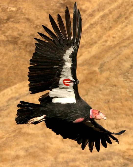 Photo shows a California condor in flight with a tag on its wing.