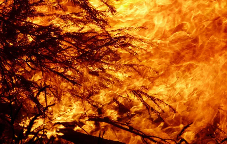 Zdjęcie przedstawia pożar, drzewa są zajęte przez płomienie.